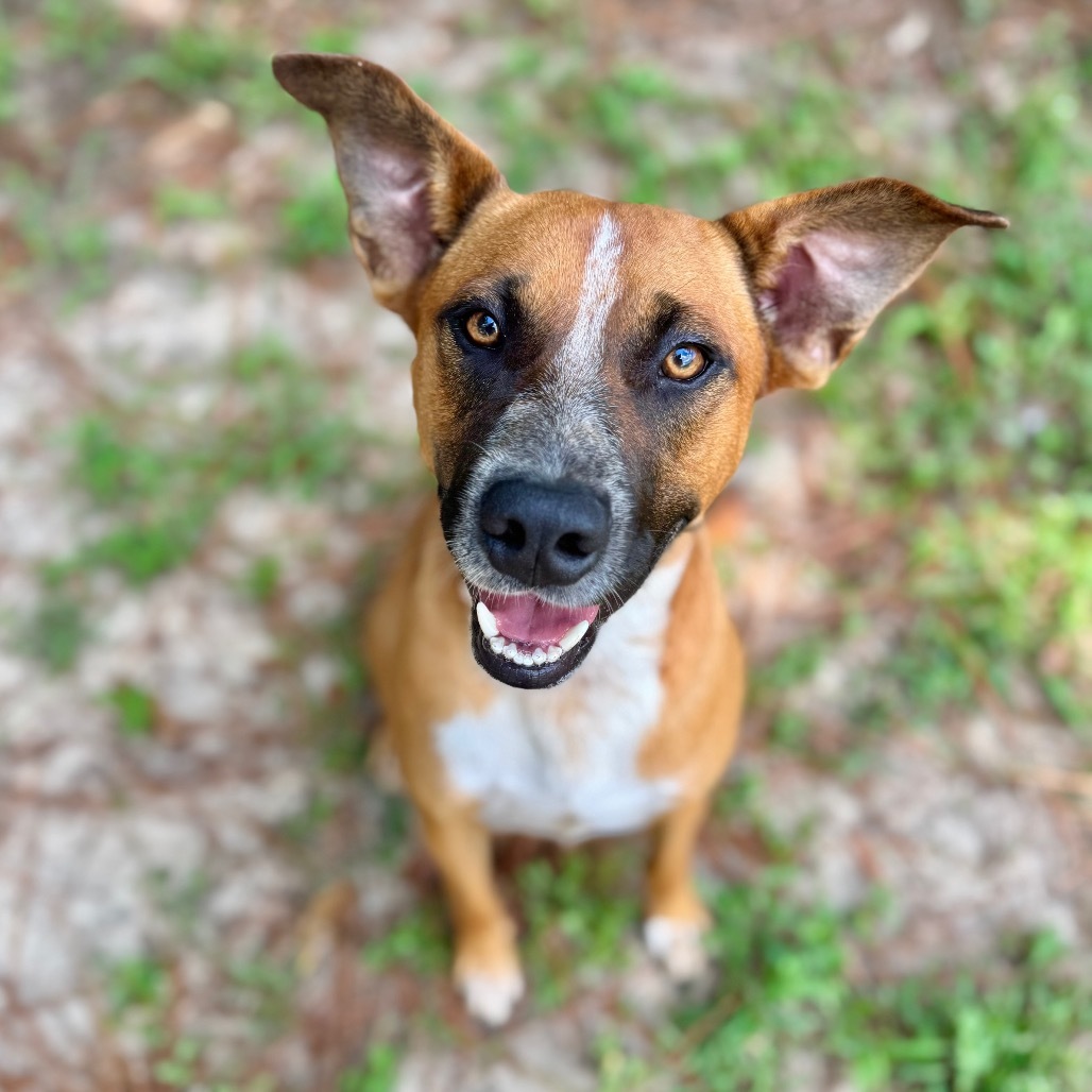 Ringo
