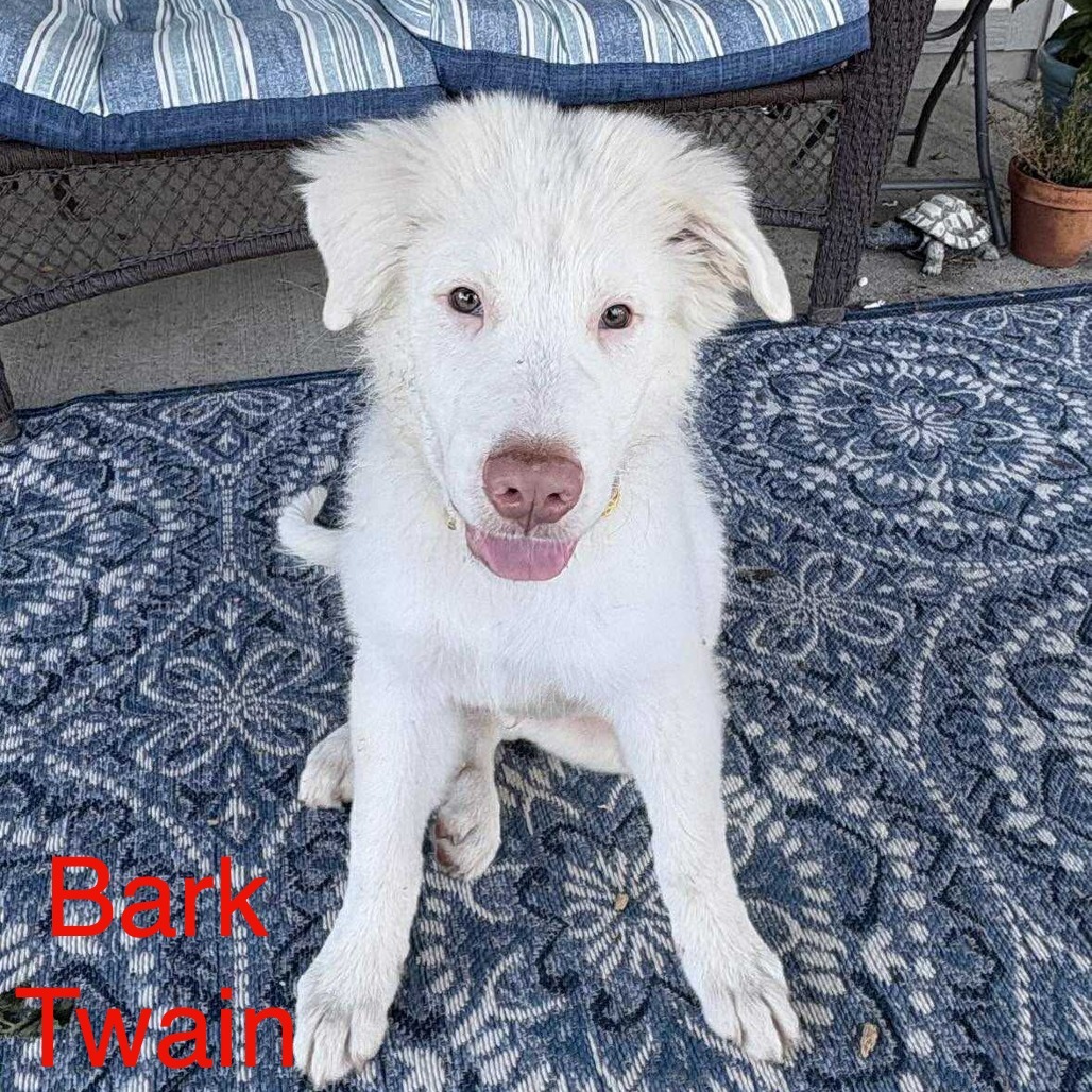 Bark Twain