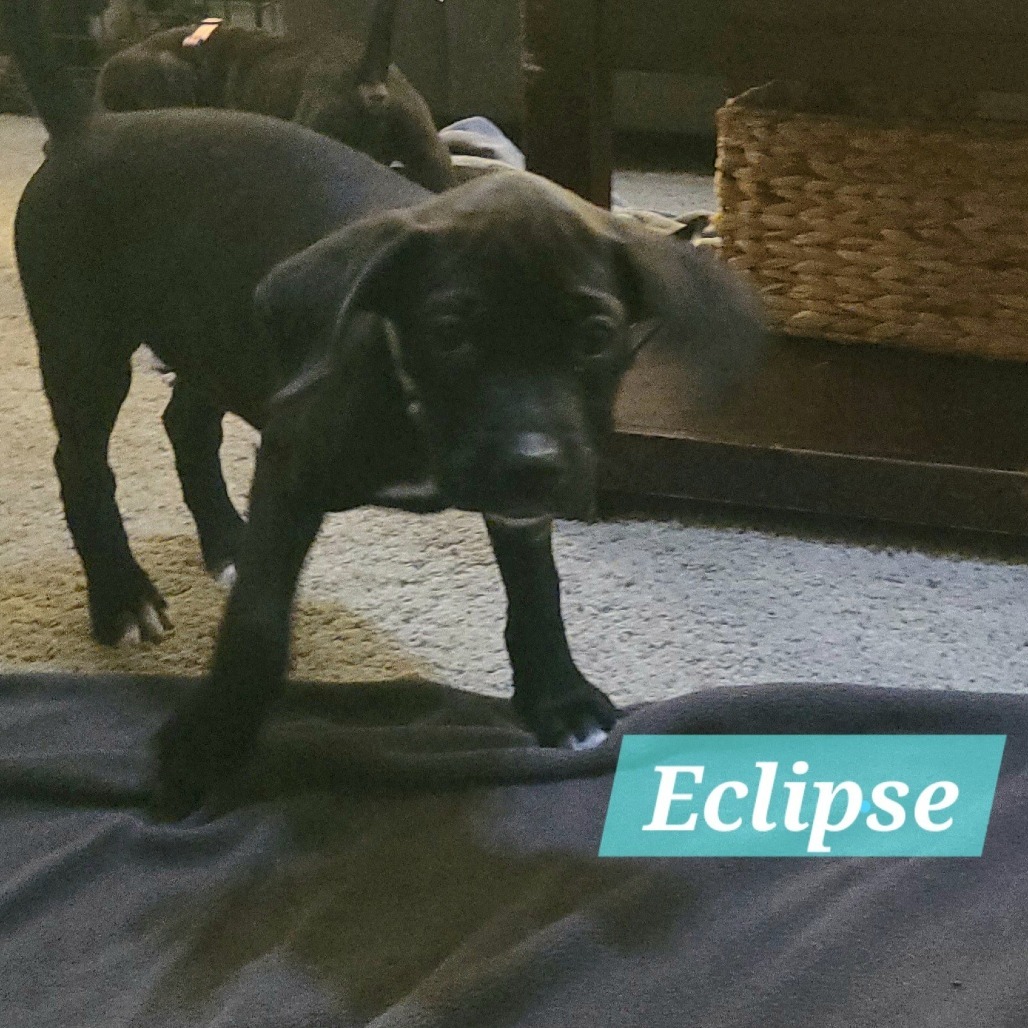 Eclipse