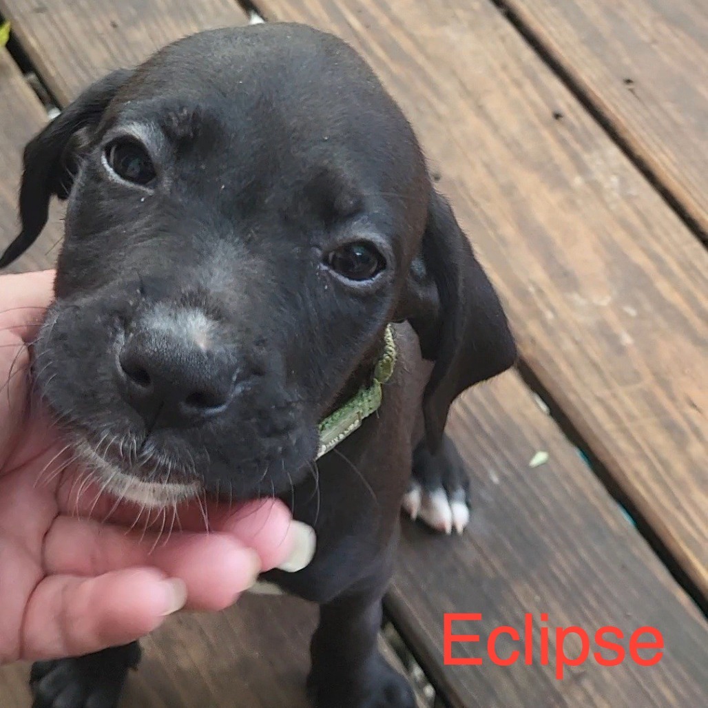 Eclipse