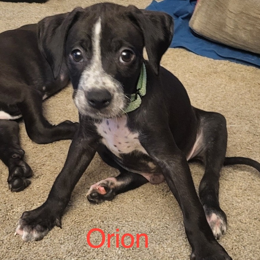 Orion