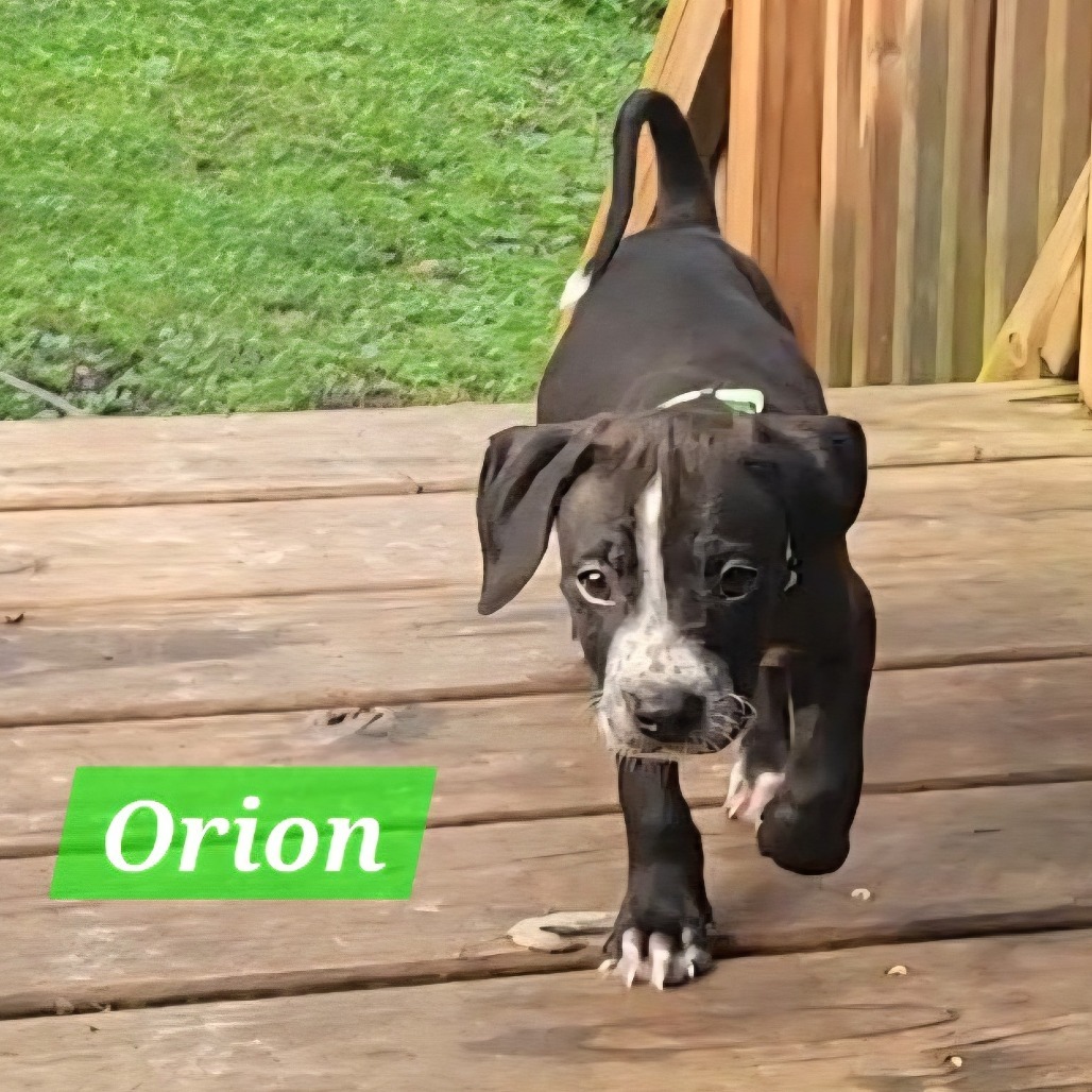 Orion