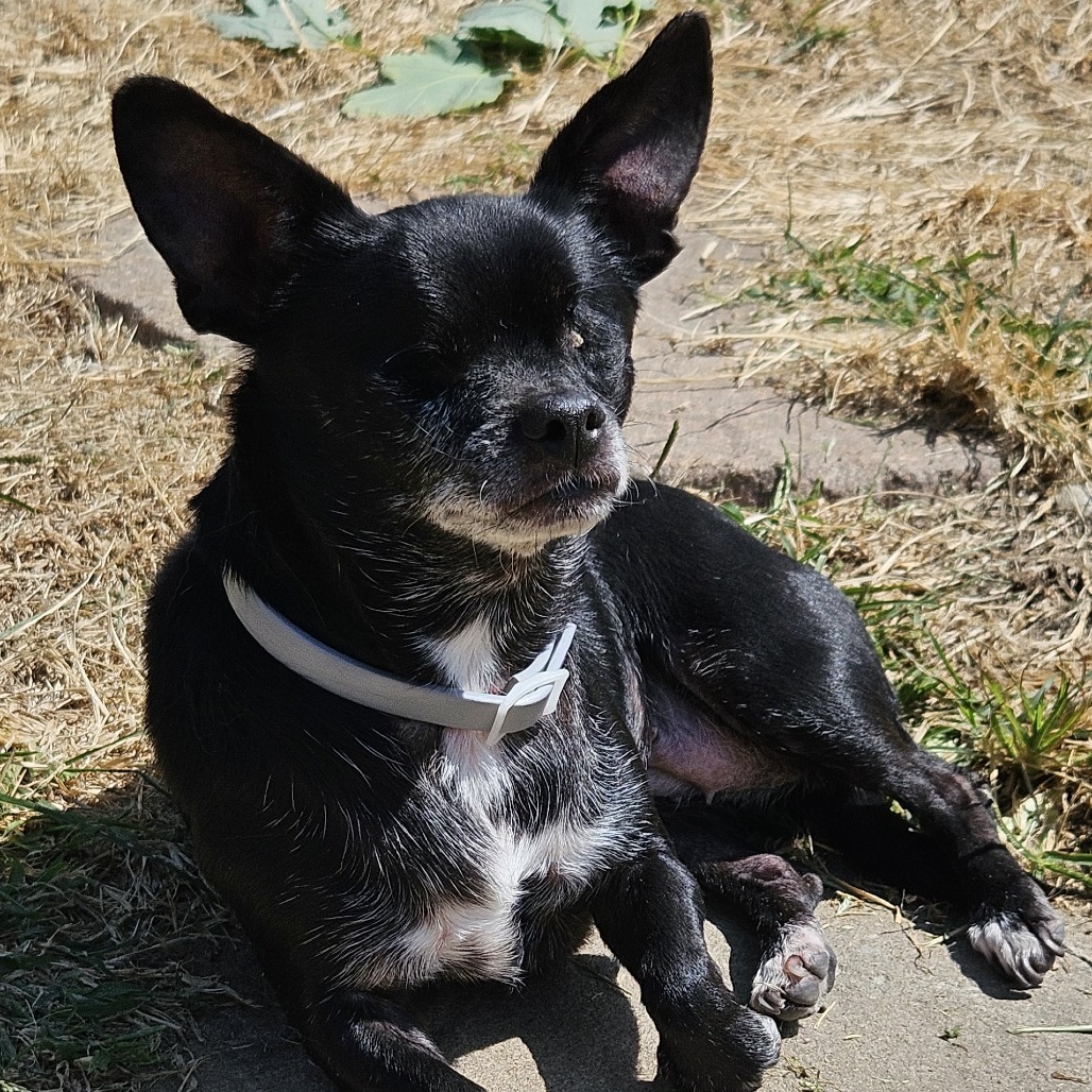 Nellie