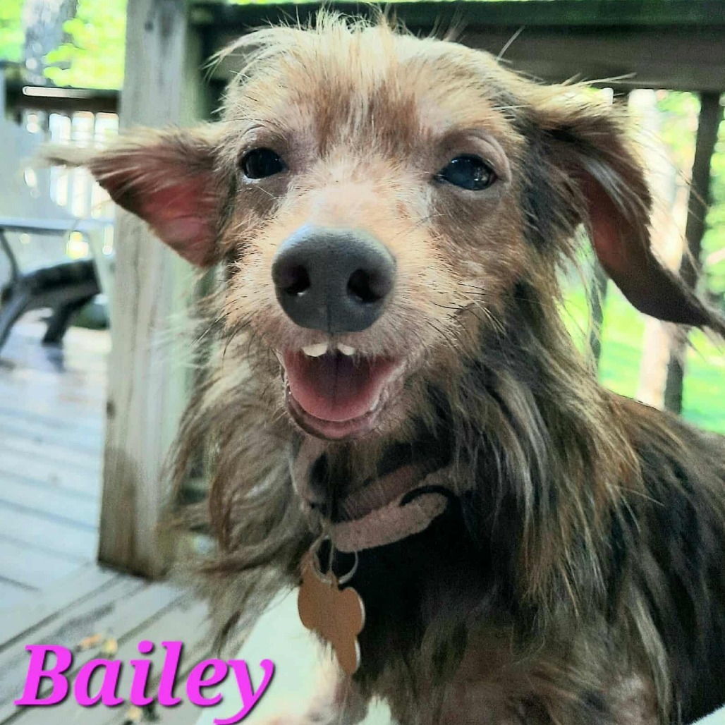 Bailey