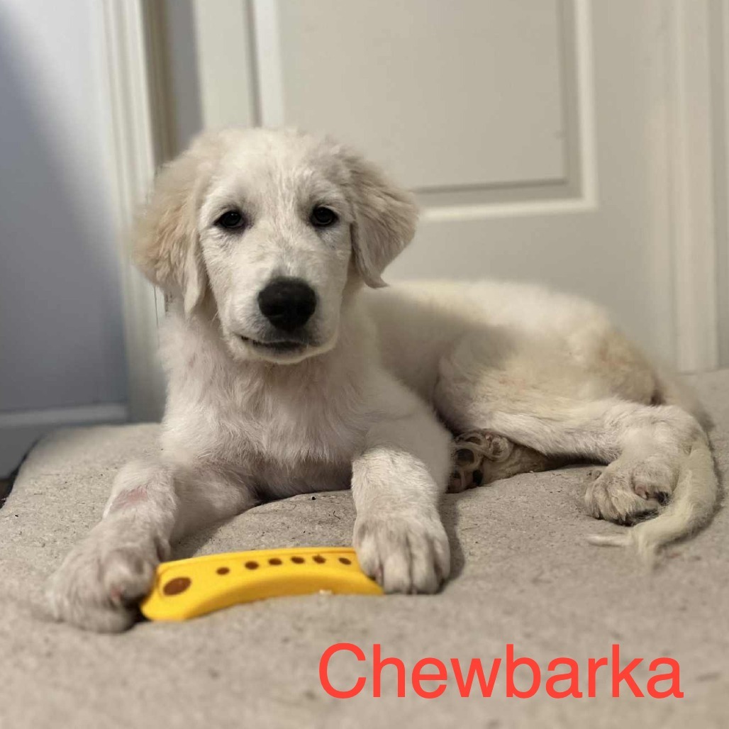 Chewbarka