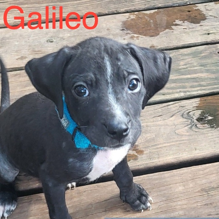 Galileo