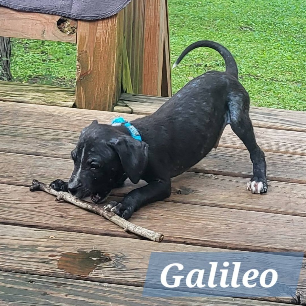 Galileo