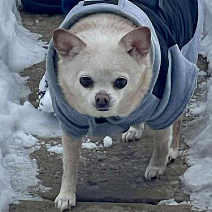 Gidget