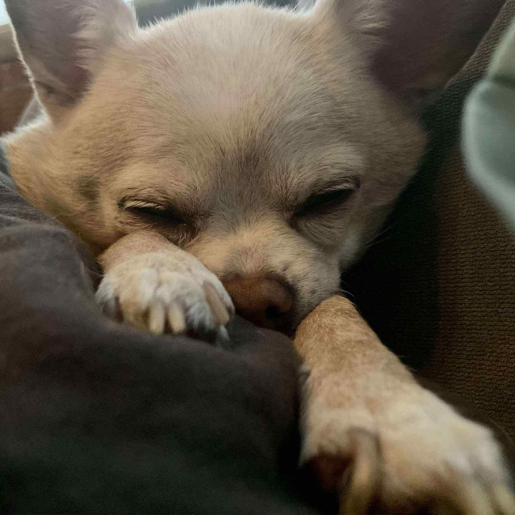 Gidget
