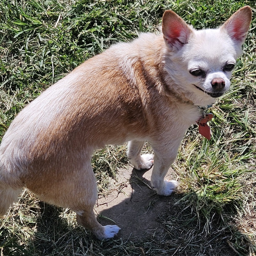 Gidget