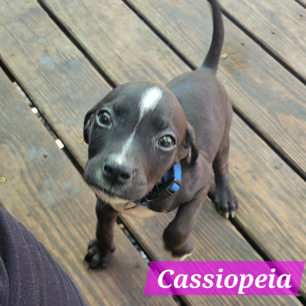 Cassiopeia