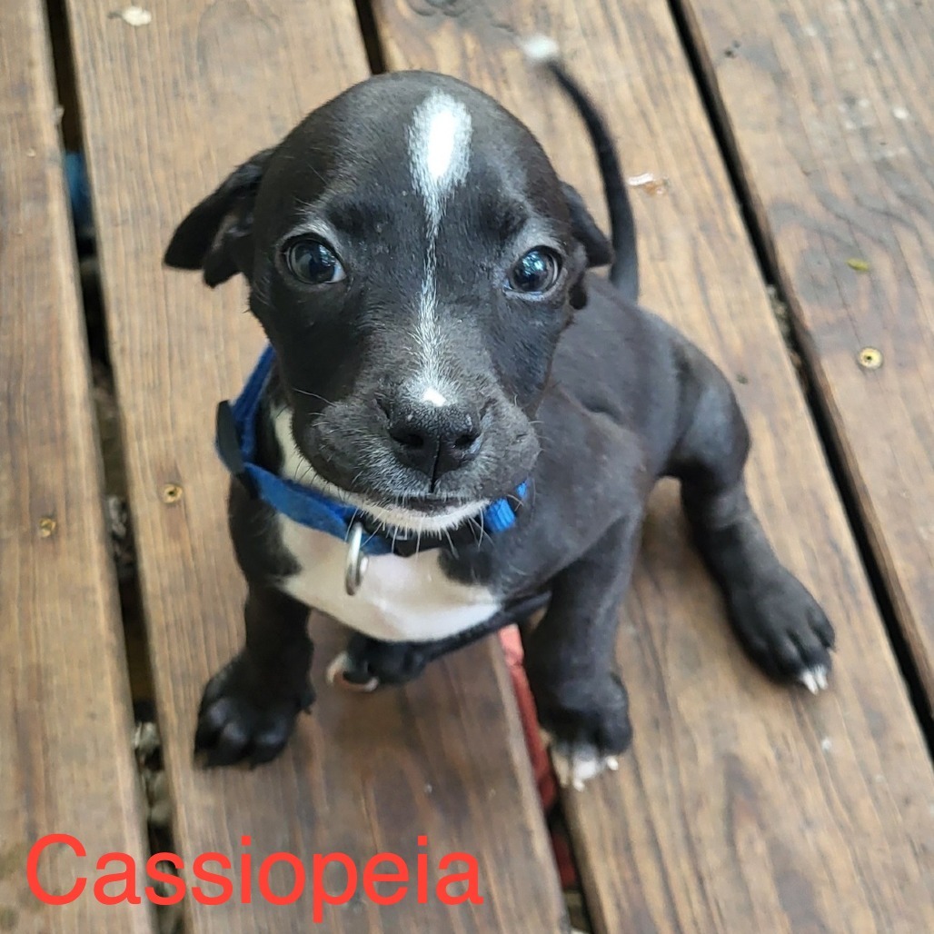 Cassiopeia
