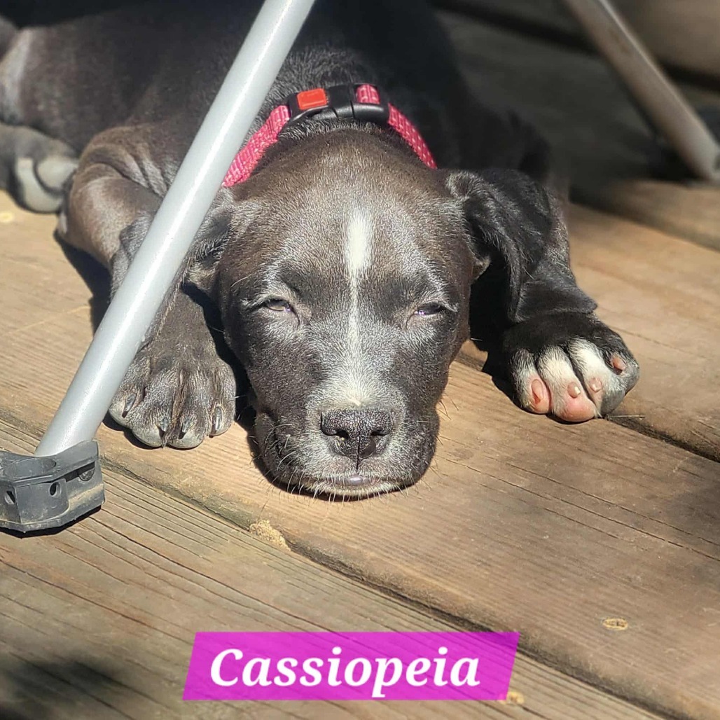 Cassiopeia