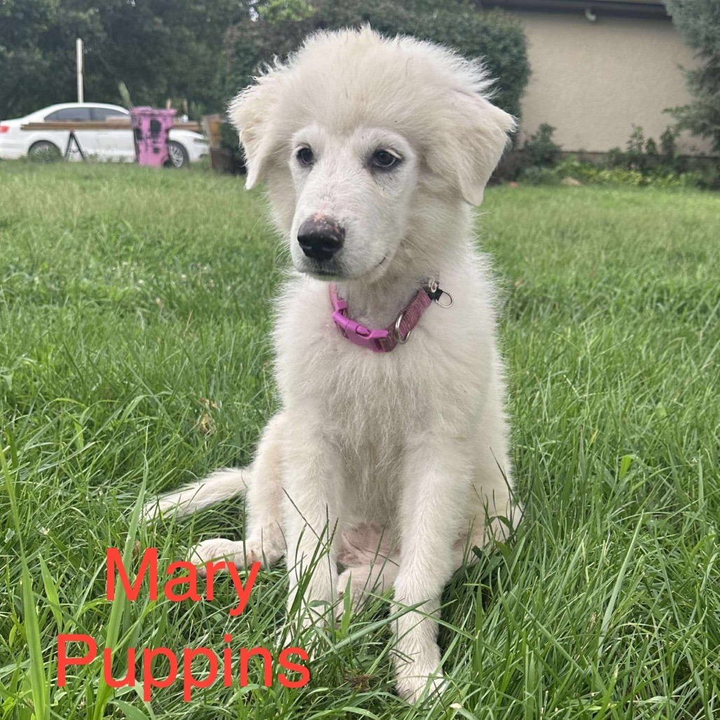 Mary Puppins