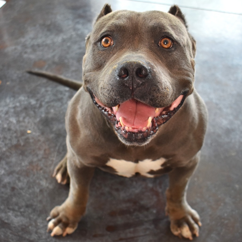 Bubbles, an adoptable Pit Bull Terrier in Rifle, CO, 81650 | Photo Image 1