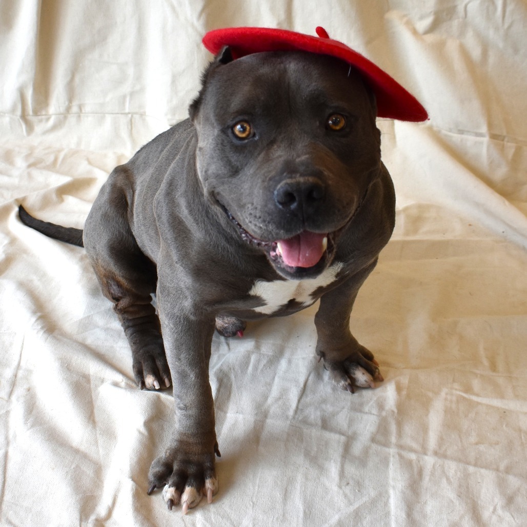 Bubbles, an adoptable Pit Bull Terrier in Rifle, CO, 81650 | Photo Image 2