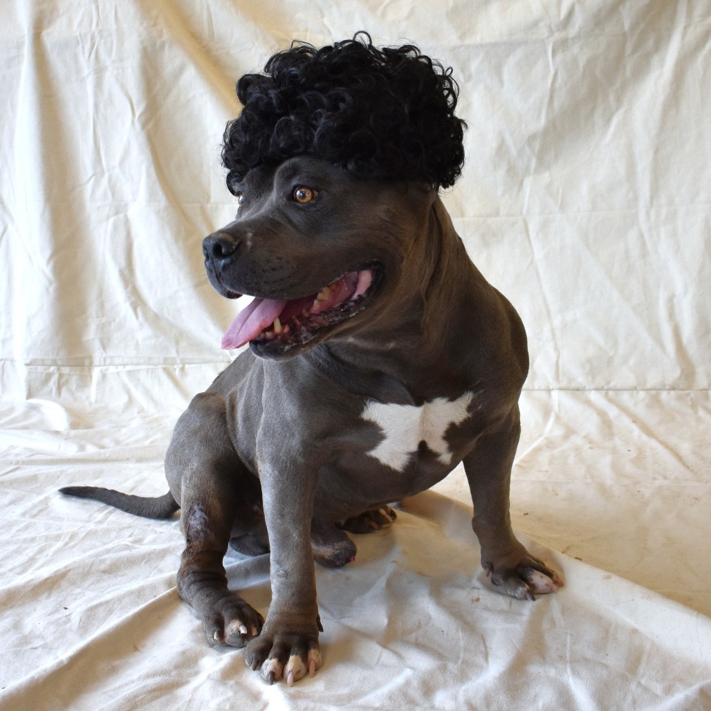 Bubbles, an adoptable Pit Bull Terrier in Rifle, CO, 81650 | Photo Image 4