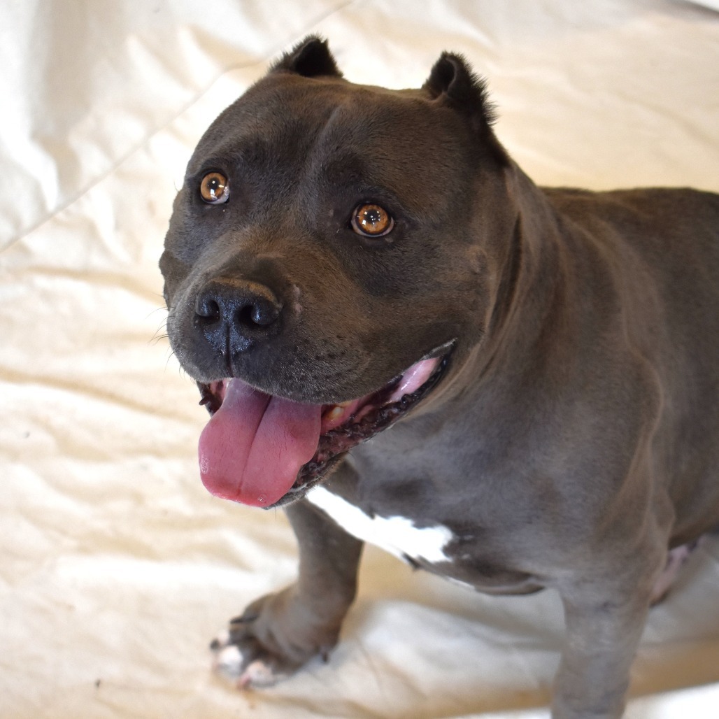 Bubbles, an adoptable Pit Bull Terrier in Rifle, CO, 81650 | Photo Image 5