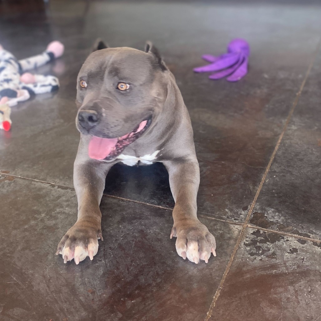 Bubbles, an adoptable Pit Bull Terrier in Rifle, CO, 81650 | Photo Image 6