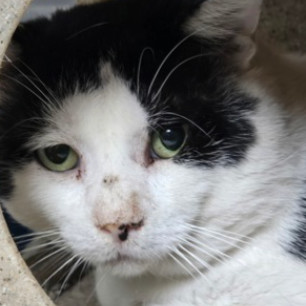 Munchy, an adoptable Domestic Short Hair in Fort Collins, CO, 80526 | Photo Image 2