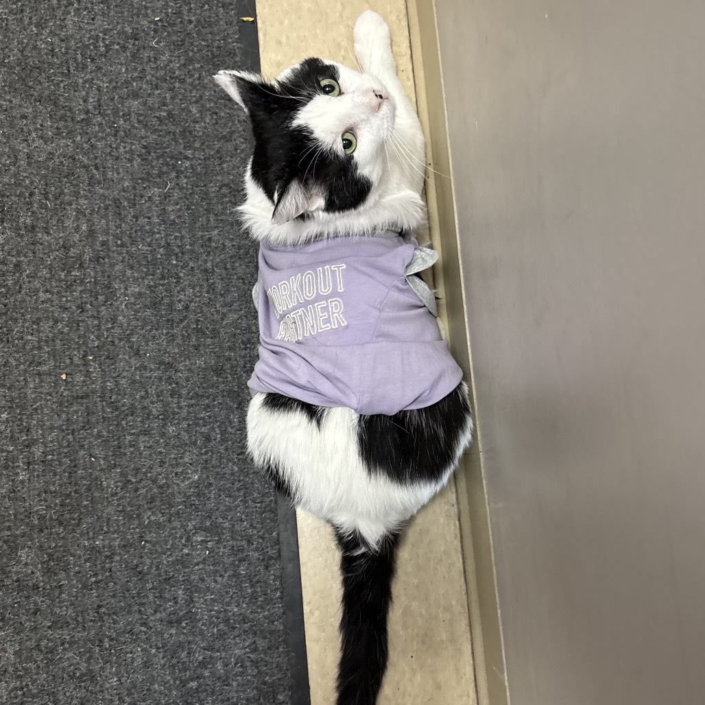 Munchy, an adoptable Domestic Short Hair in Fort Collins, CO, 80526 | Photo Image 3