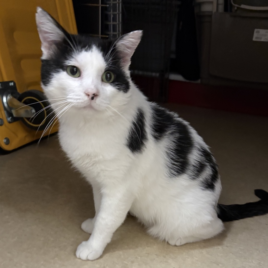 Munchy, an adoptable Domestic Short Hair in Fort Collins, CO, 80526 | Photo Image 4