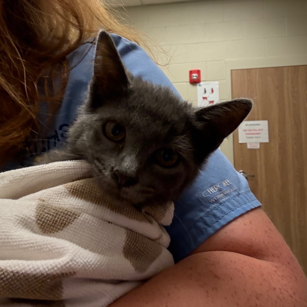 Skyler- Rodent Responder, adoption fees waived!