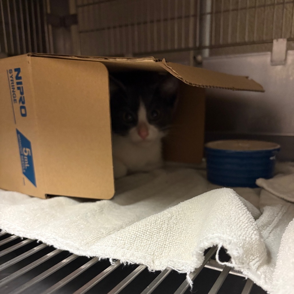 King Boo- Rodent responder, adoption fees waived!