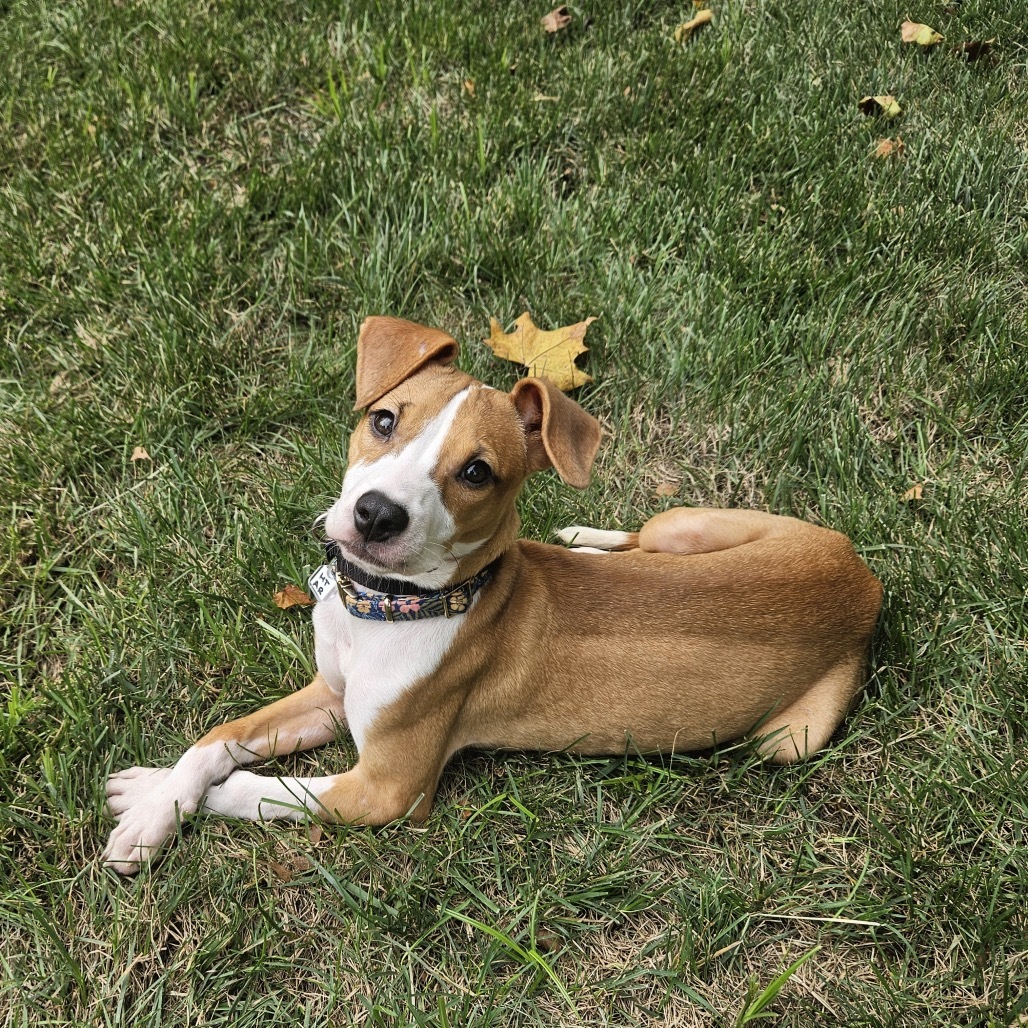 Carmela
