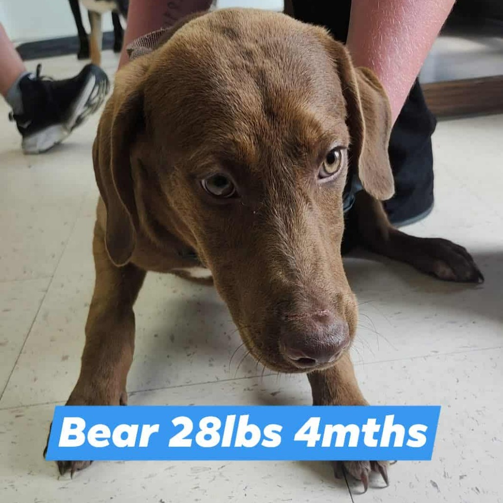Bear