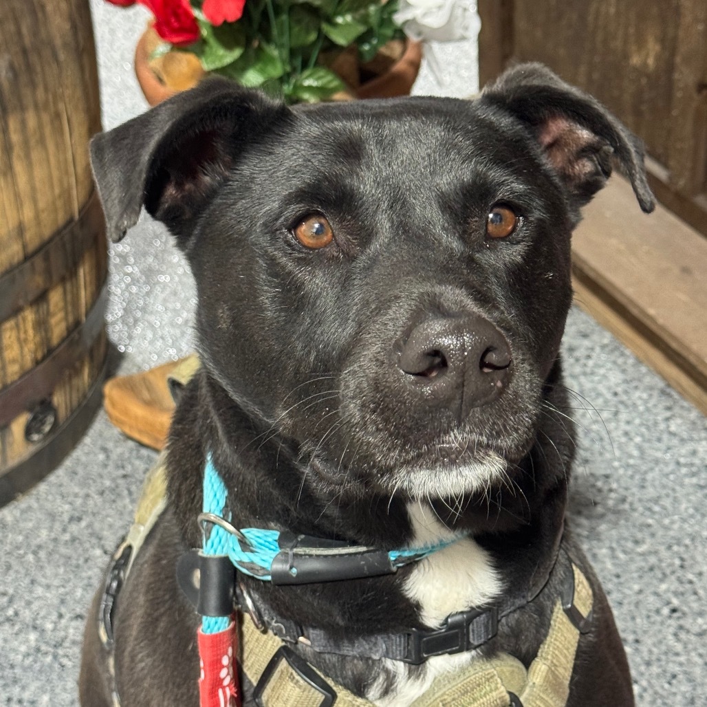 Mr. Maple (Courtesy Listing)