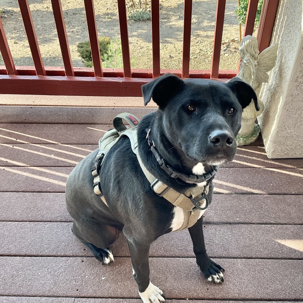 Mr. Maple (Foster Needed! - Courtesy Listing)