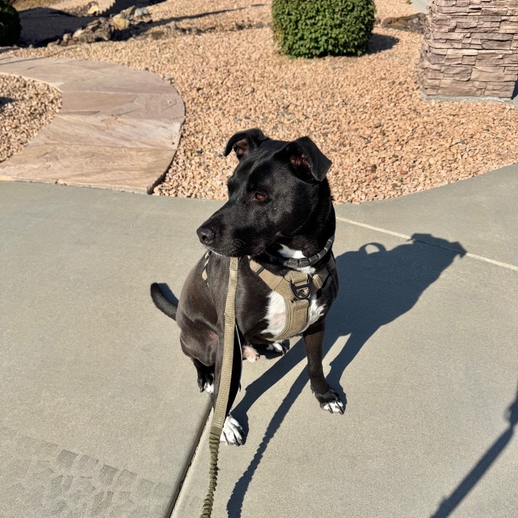 Mr. Maple (Foster Needed! - Courtesy Listing)