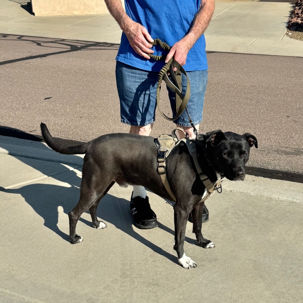 Mr. Maple (Foster Needed! - Courtesy Listing)