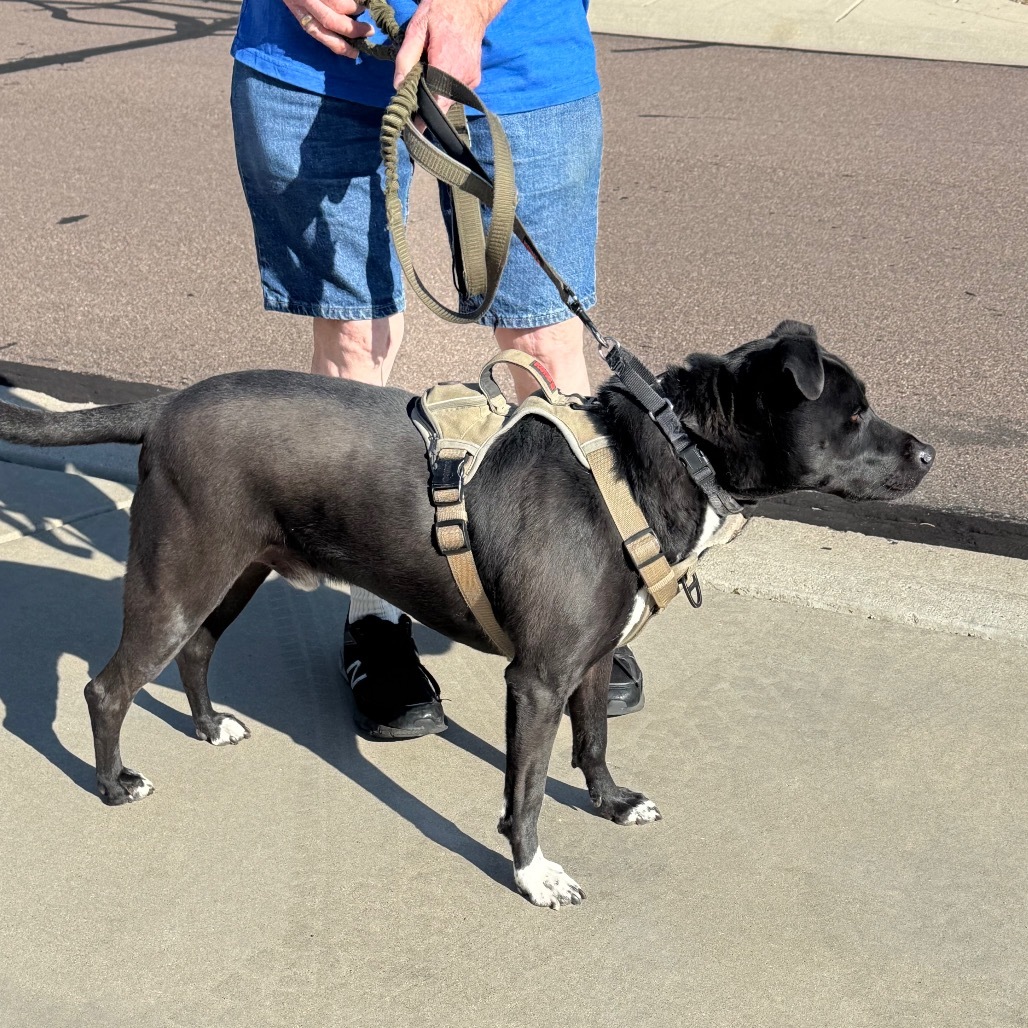 Mr. Maple (Foster Needed! - Courtesy Listing)