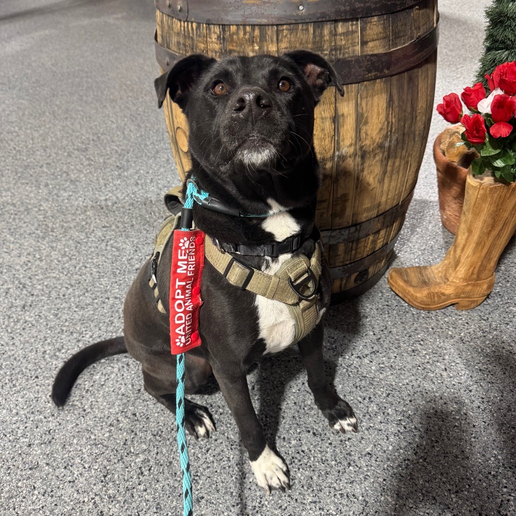 Mr. Maple (Foster Needed! - Courtesy Listing)