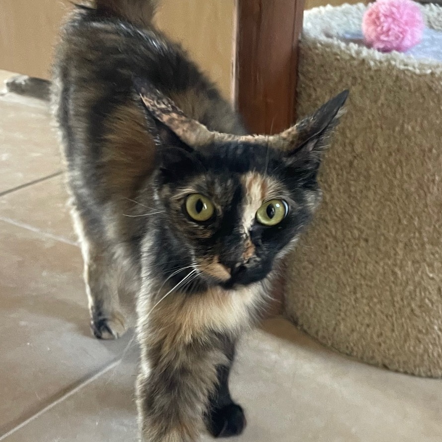 Izabella