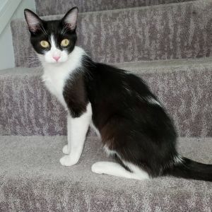 Cats for Adoption Near 86301, AZ | Petfinder