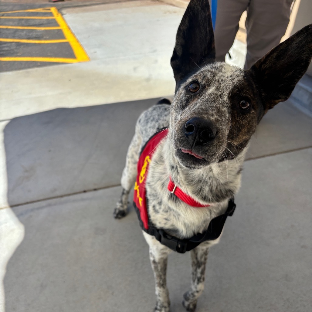 Ollie- Loving and Playful!, an adoptable Cattle Dog in Flagstaff, AZ, 86004 | Photo Image 1