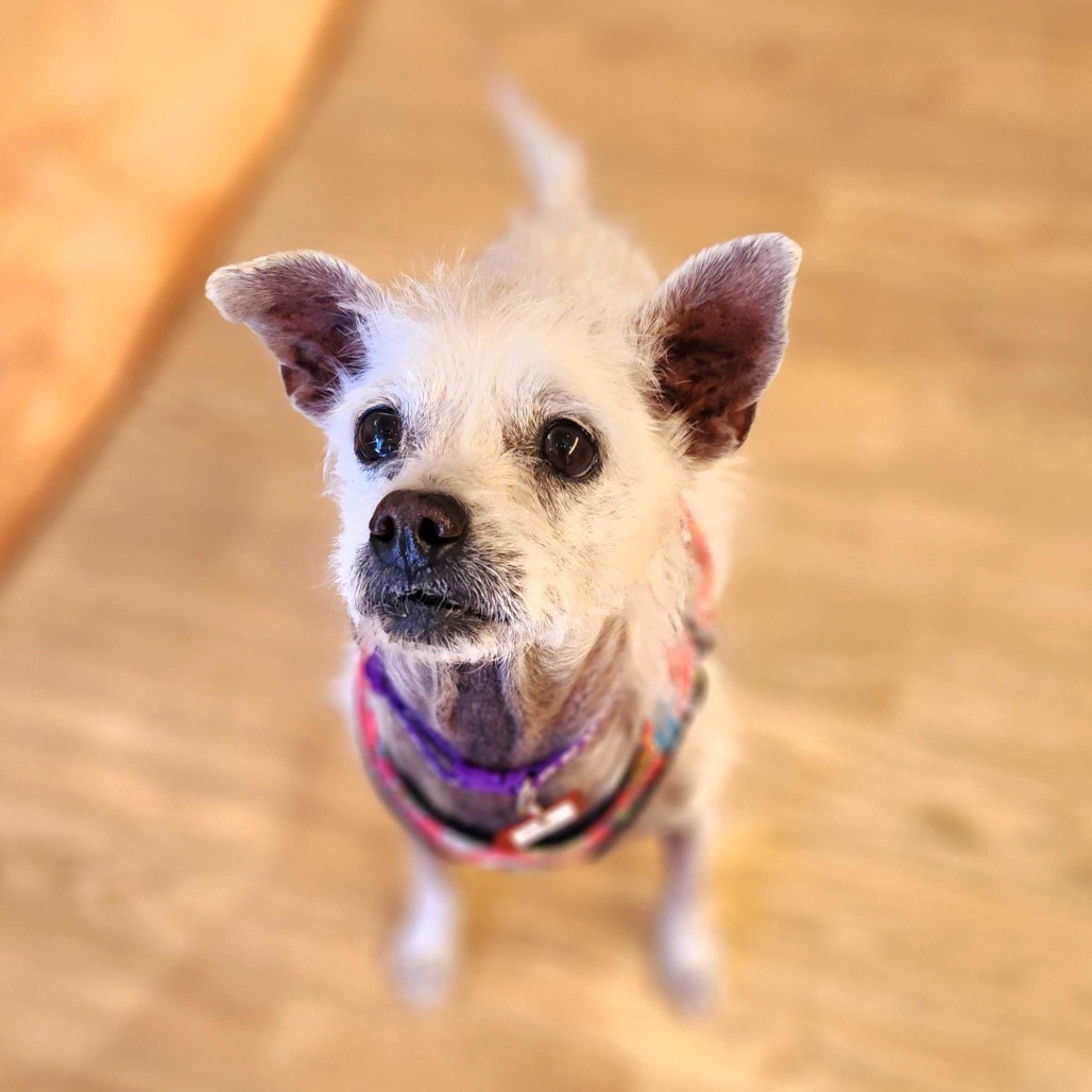 Adopt Alley 13241