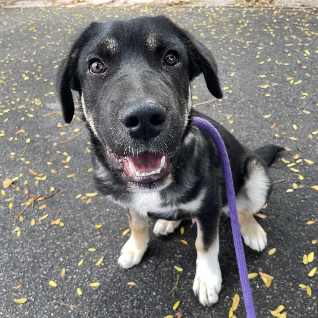Tooth, an adoptable Mixed Breed in Moab, UT, 84532 | Photo Image 1