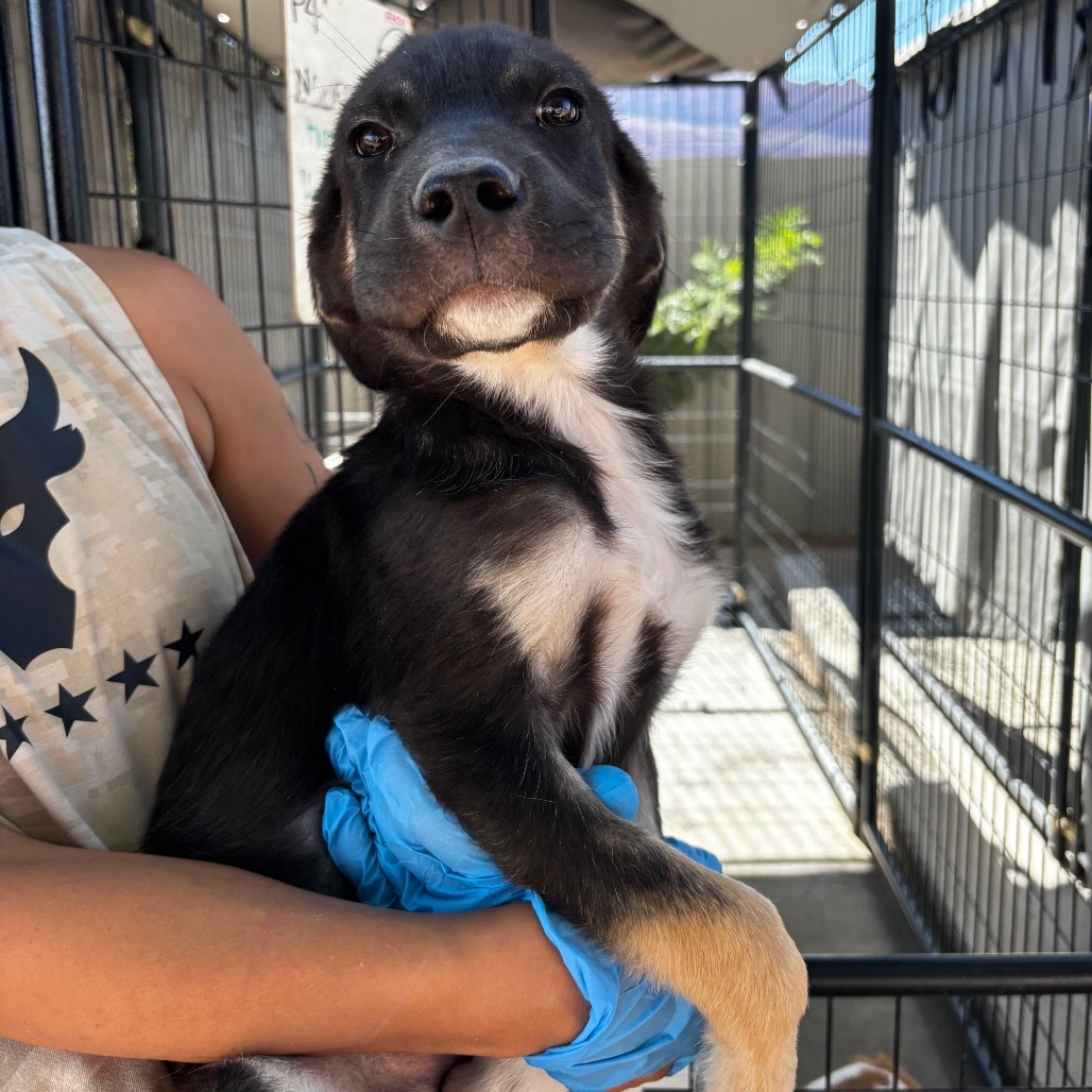 Tooth, an adoptable Mixed Breed in Moab, UT, 84532 | Photo Image 2