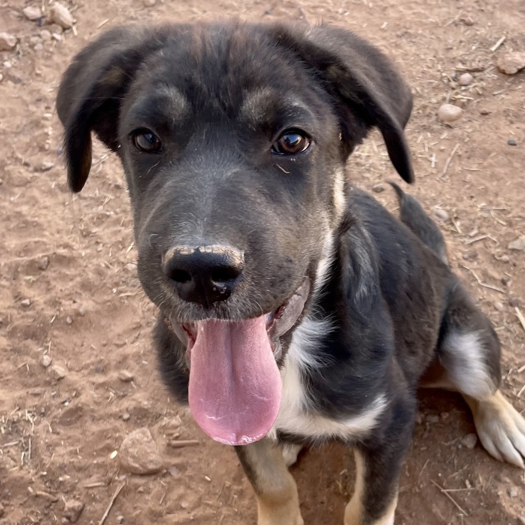 Tooth, an adoptable Mixed Breed in Moab, UT, 84532 | Photo Image 3