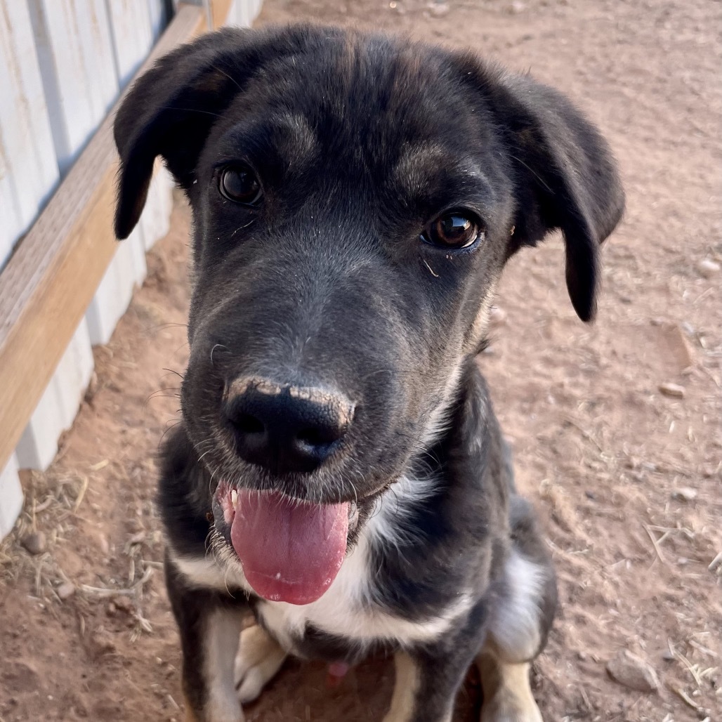 Tooth, an adoptable Mixed Breed in Moab, UT, 84532 | Photo Image 4