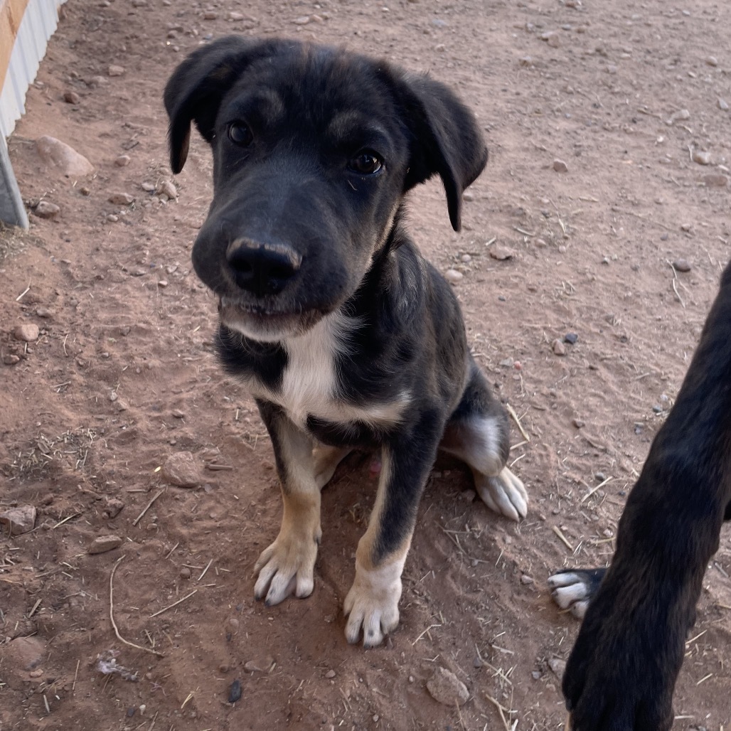 Tooth, an adoptable Mixed Breed in Moab, UT, 84532 | Photo Image 5