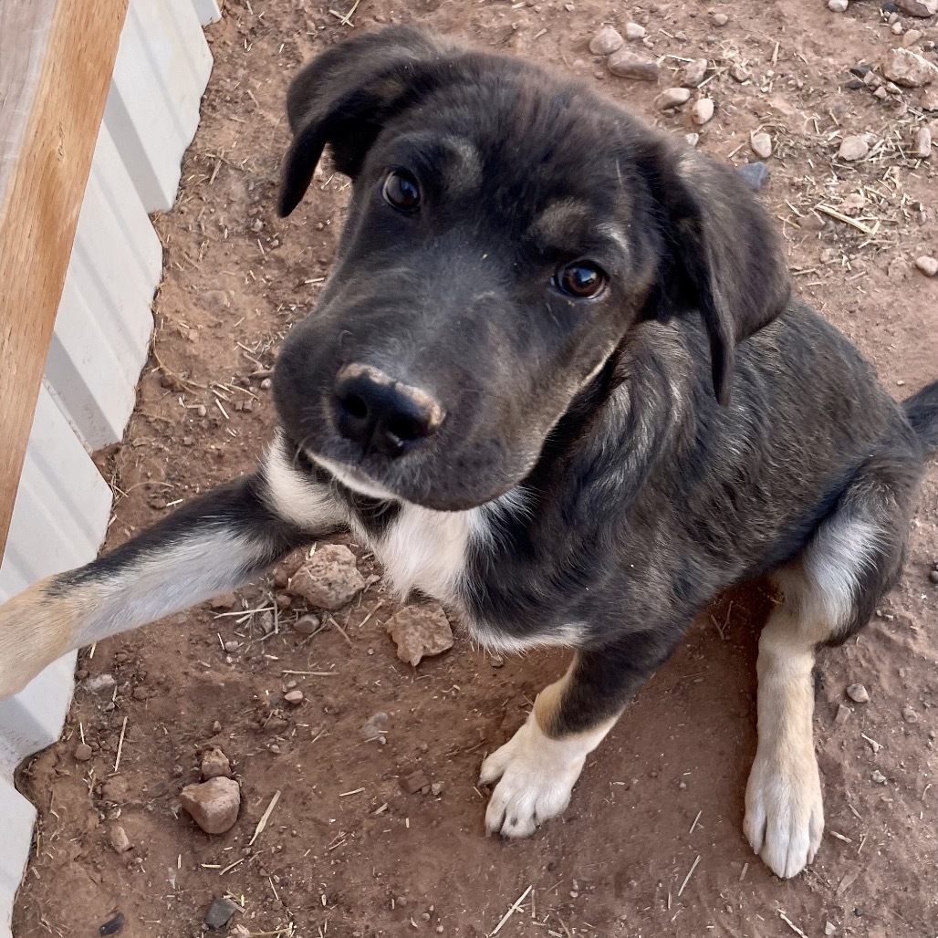Tooth, an adoptable Mixed Breed in Moab, UT, 84532 | Photo Image 6
