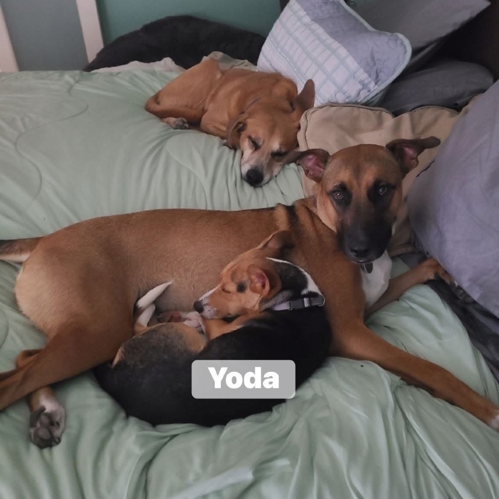 Yoda