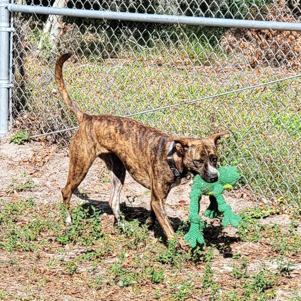 Nala