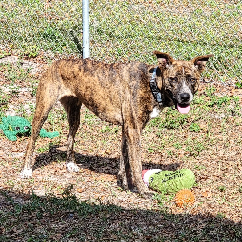Nala