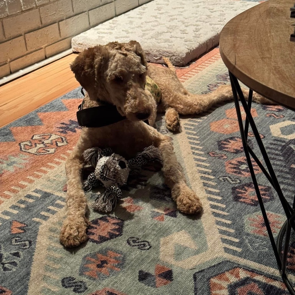 Biscuit